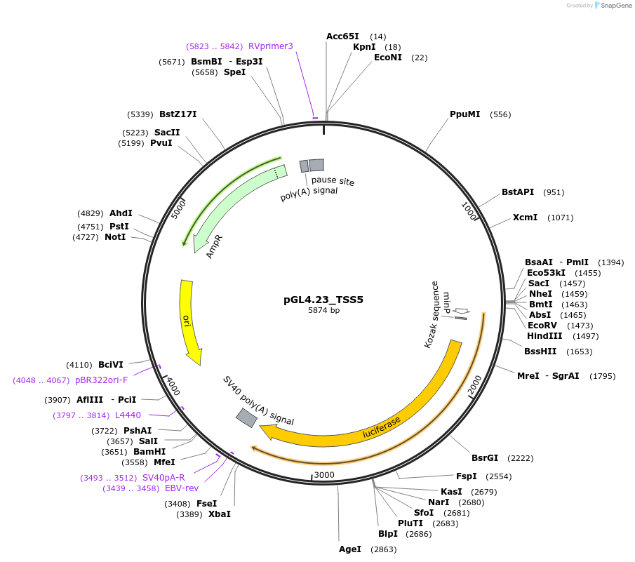 210636-plasmid-map-sequence-id-417960