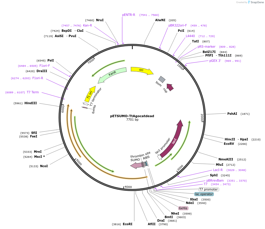 210322-plasmid-map-sequence-id-417961