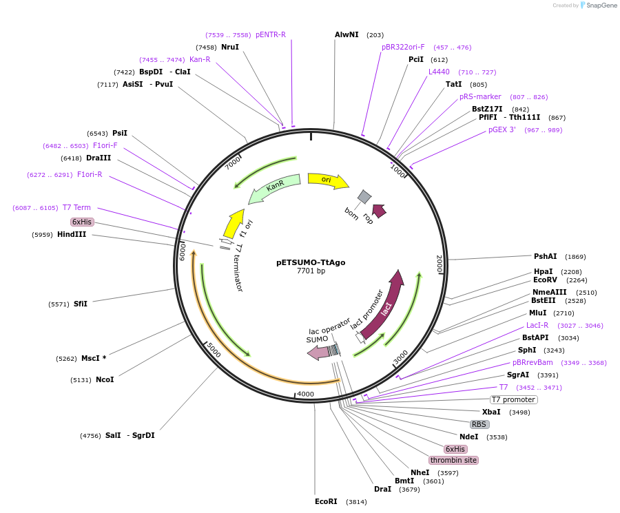 210191-plasmid-map-sequence-id-417962