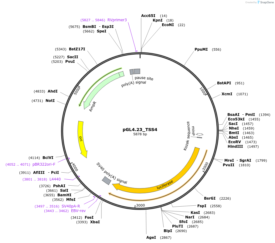210635-plasmid-map-sequence-id-417964