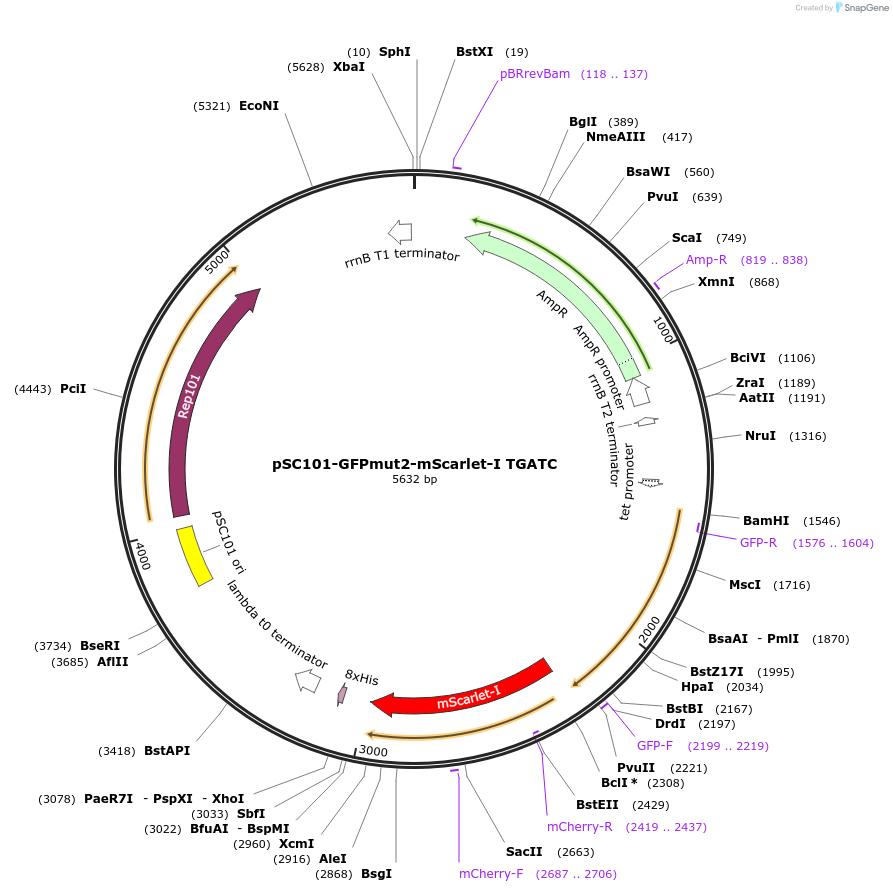 208190-plasmid-map-sequence-id-417971