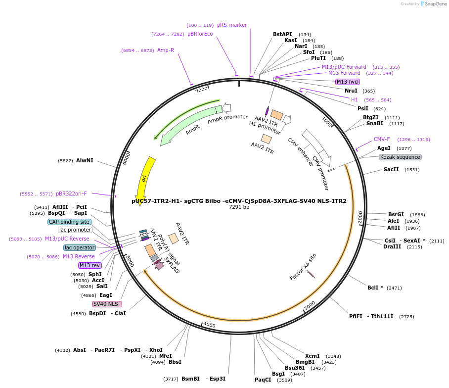 210749-plasmid-map-sequence-id-417988