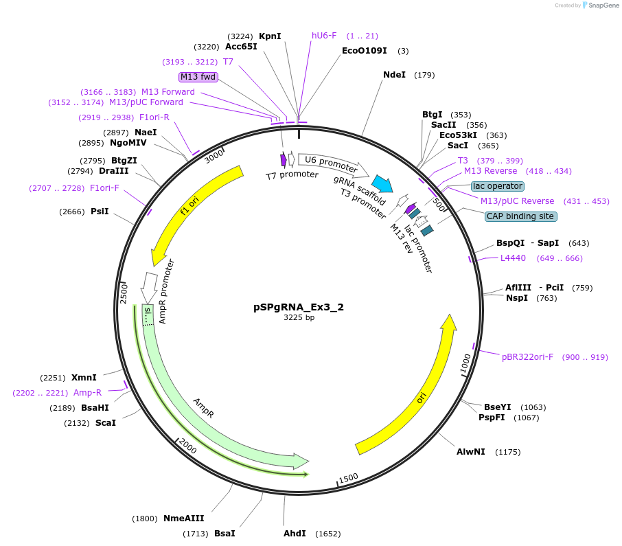 210626-plasmid-map-sequence-id-418000
