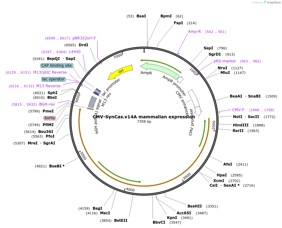 208590-plasmid-map-sequence-id-418030