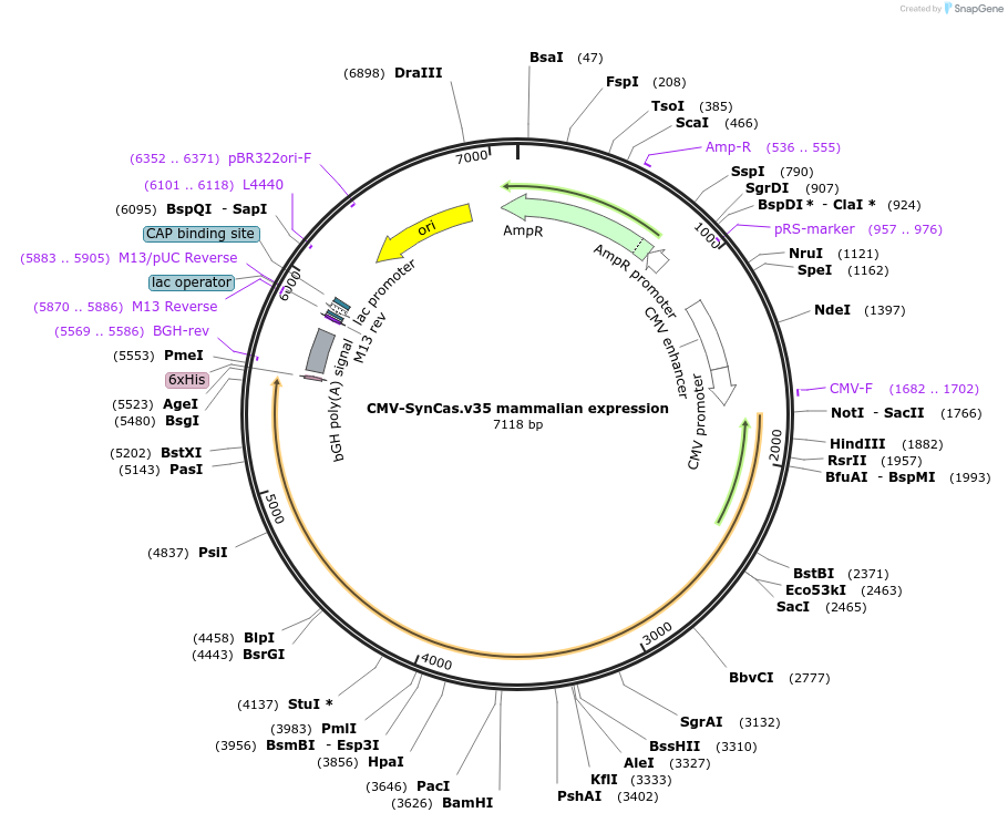 208591-plasmid-map-sequence-id-418035
