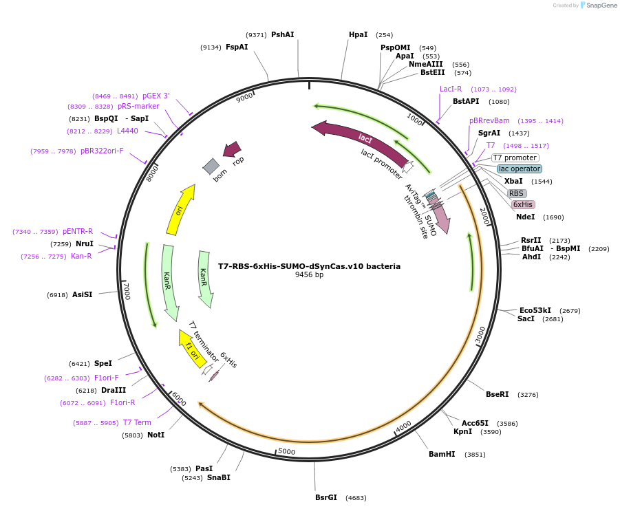 208595-plasmid-map-sequence-id-418039