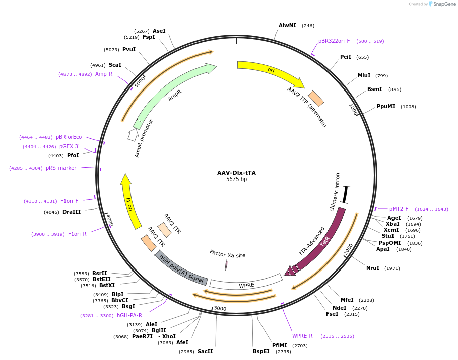 210730-plasmid-map-sequence-id-418040