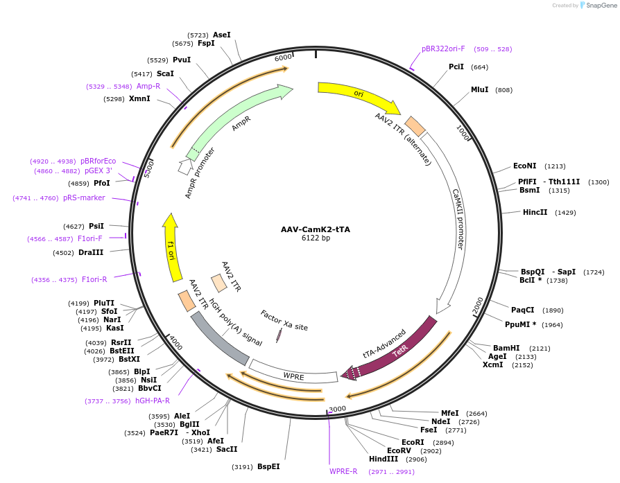 210731-plasmid-map-sequence-id-418042