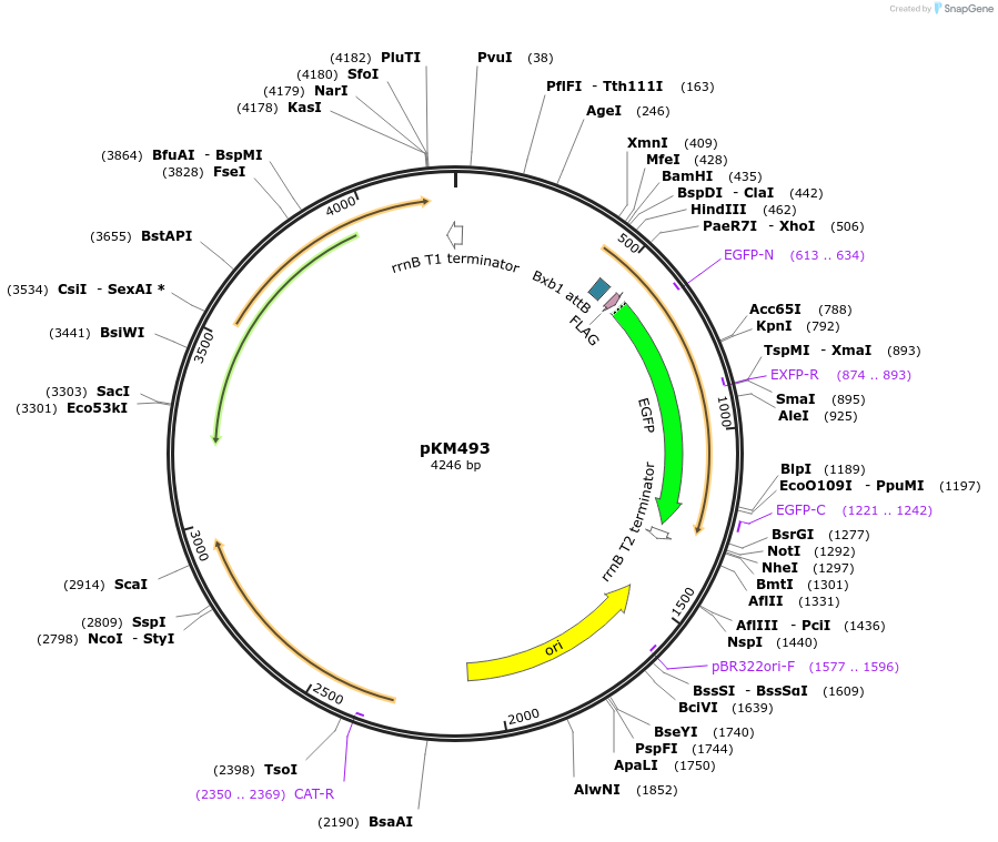 140191-plasmid-map-sequence-id-418043
