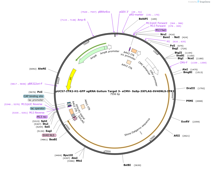 210747-plasmid-map-sequence-id-418044