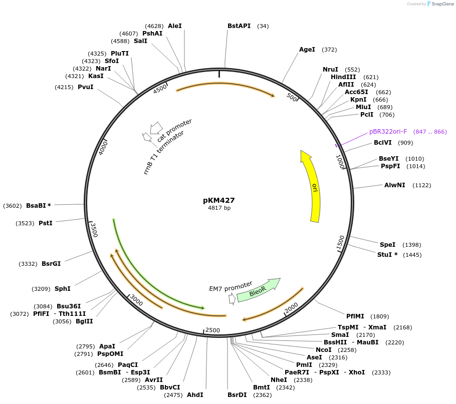 210788-plasmid-map-sequence-id-418045
