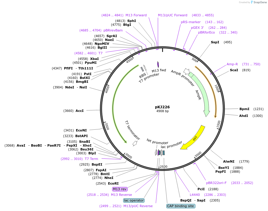 212316-plasmid-map-sequence-id-418046