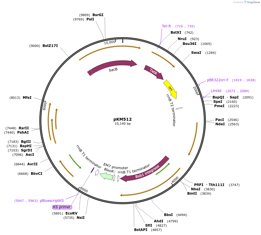 140192-plasmid-map-sequence-id-418051