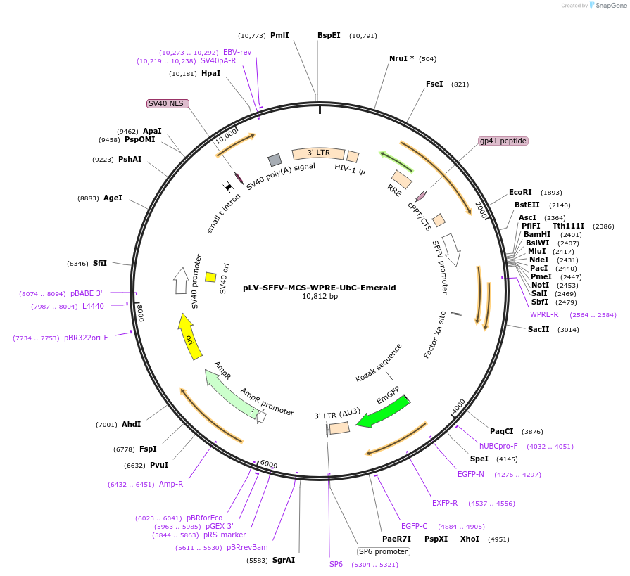 211796-plasmid-map-sequence-id-418059