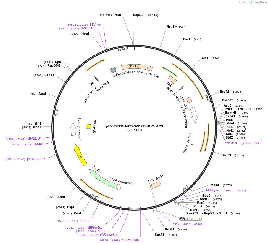 211798-plasmid-map-sequence-id-418070