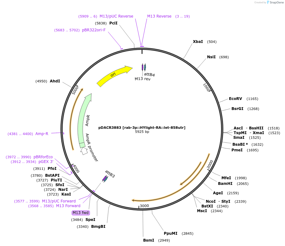 207667-plasmid-map-sequence-id-418100