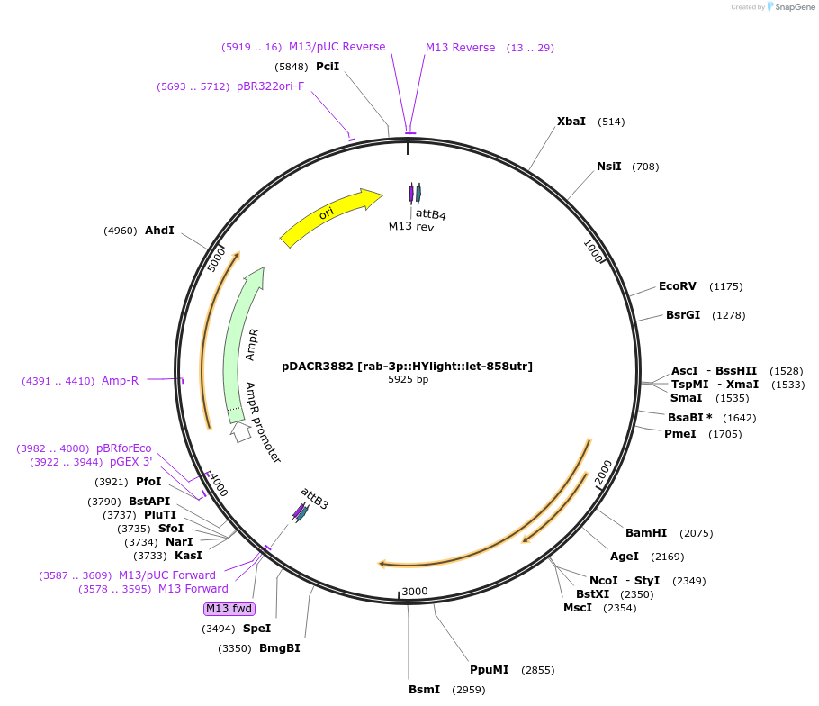 207666-plasmid-map-sequence-id-418101
