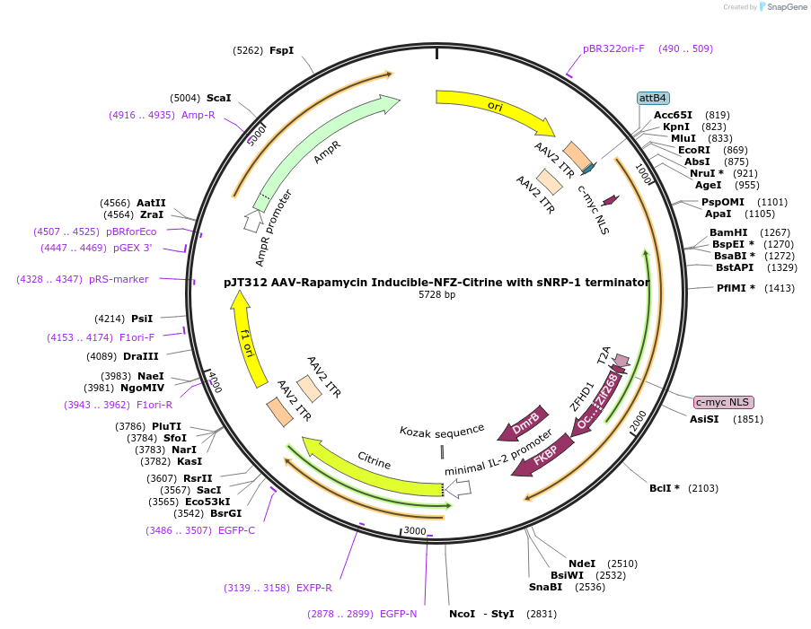 202061-plasmid-map-sequence-id-418107