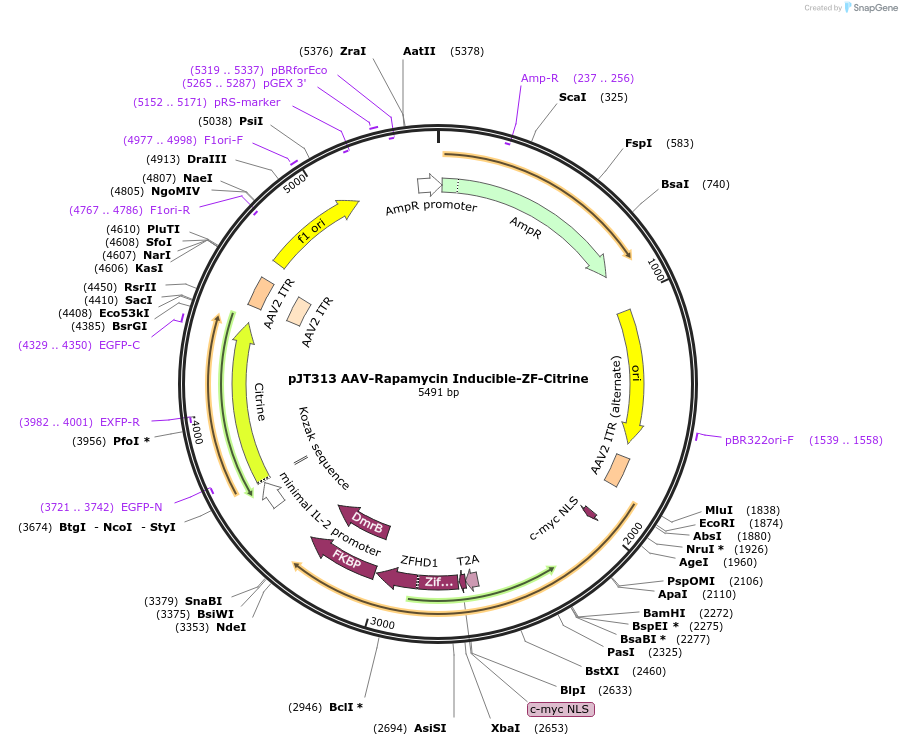 202062-plasmid-map-sequence-id-418108
