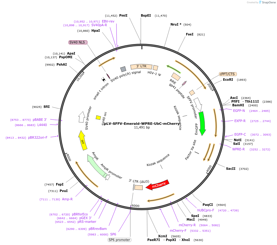 211802-plasmid-map-sequence-id-418109