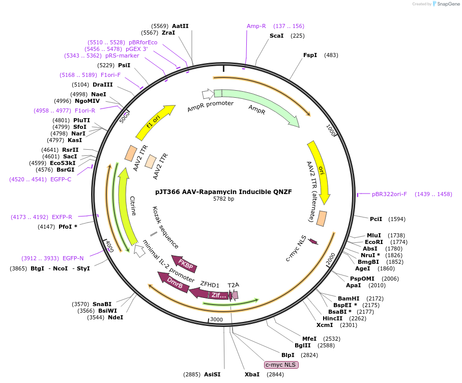 202067-plasmid-map-sequence-id-418110