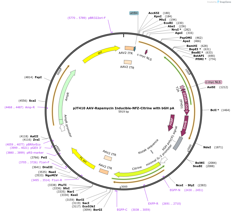 202059-plasmid-map-sequence-id-418111