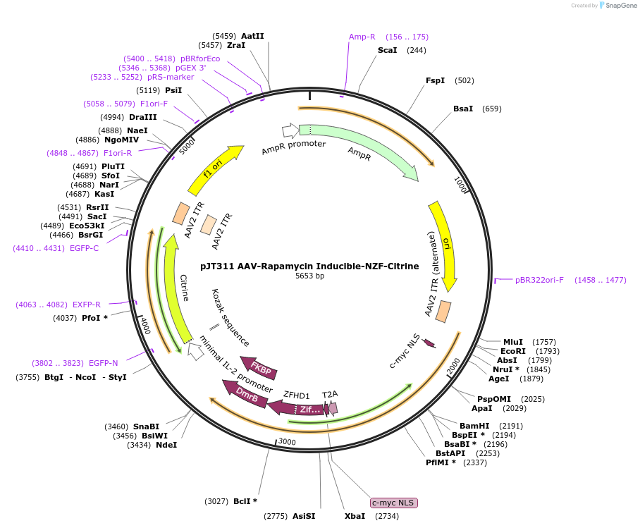 202060-plasmid-map-sequence-id-418112