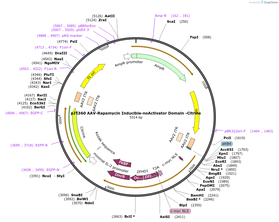 202058-plasmid-map-sequence-id-418114