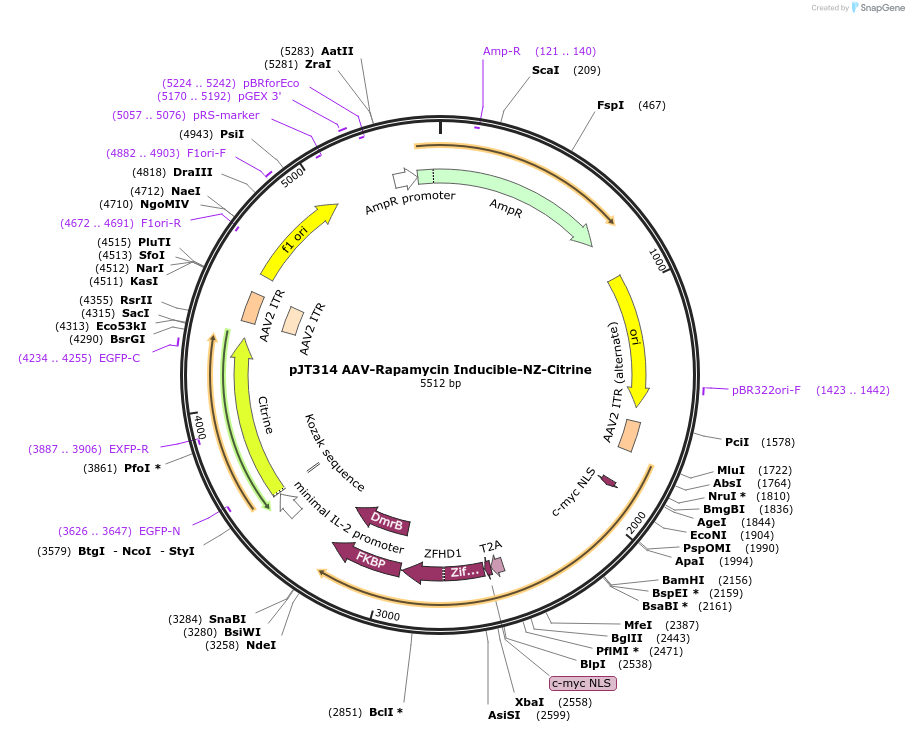 202063-plasmid-map-sequence-id-418115