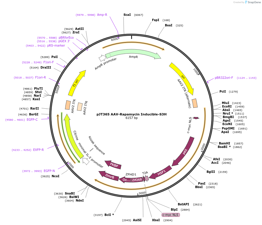 202066-plasmid-map-sequence-id-418116