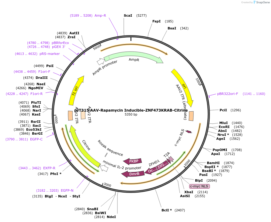 202064-plasmid-map-sequence-id-418118