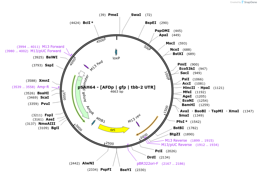 200338-plasmid-map-sequence-id-418119