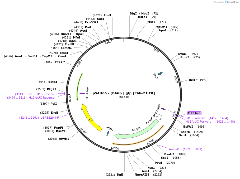 200340-plasmid-map-sequence-id-418120