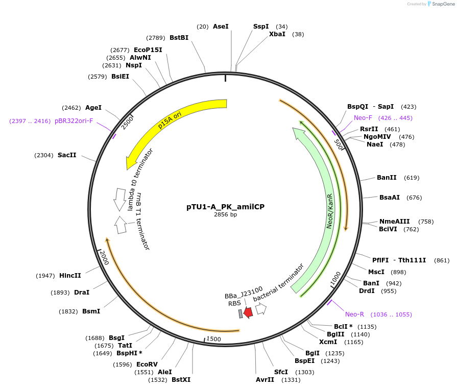 204047-plasmid-map-sequence-id-418154