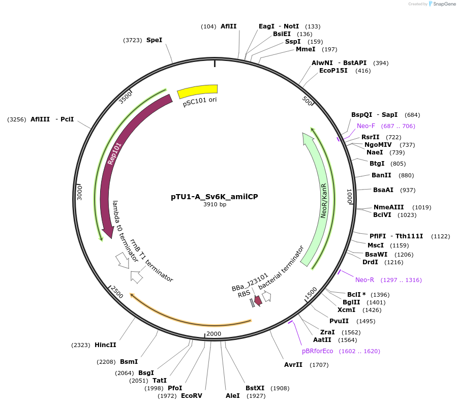 204036-plasmid-map-sequence-id-418156