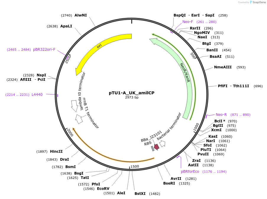 204043-plasmid-map-sequence-id-418161