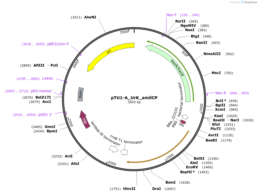204044-plasmid-map-sequence-id-418162