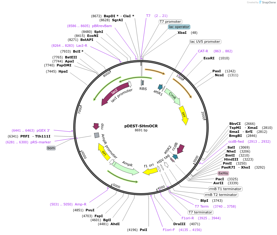 206874-plasmid-map-sequence-id-418165