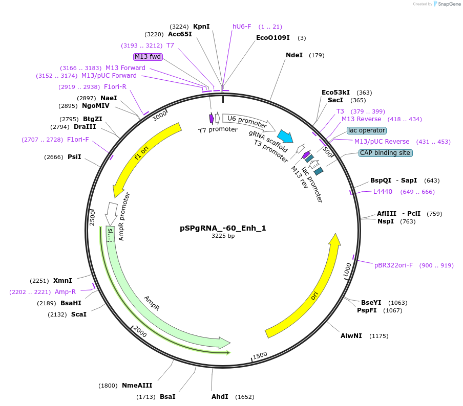 210621-plasmid-map-sequence-id-418166
