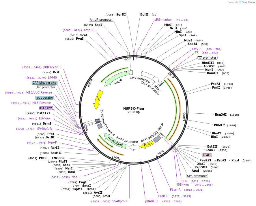 210349-plasmid-map-sequence-id-418173