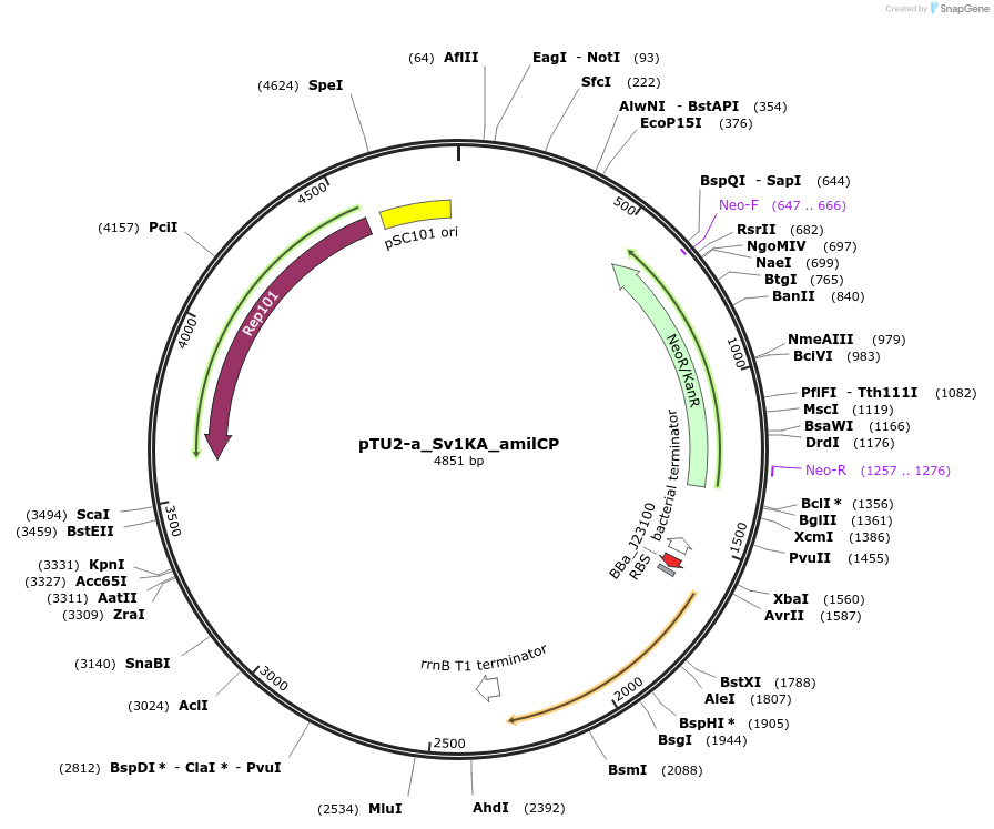 204054-plasmid-map-sequence-id-418176