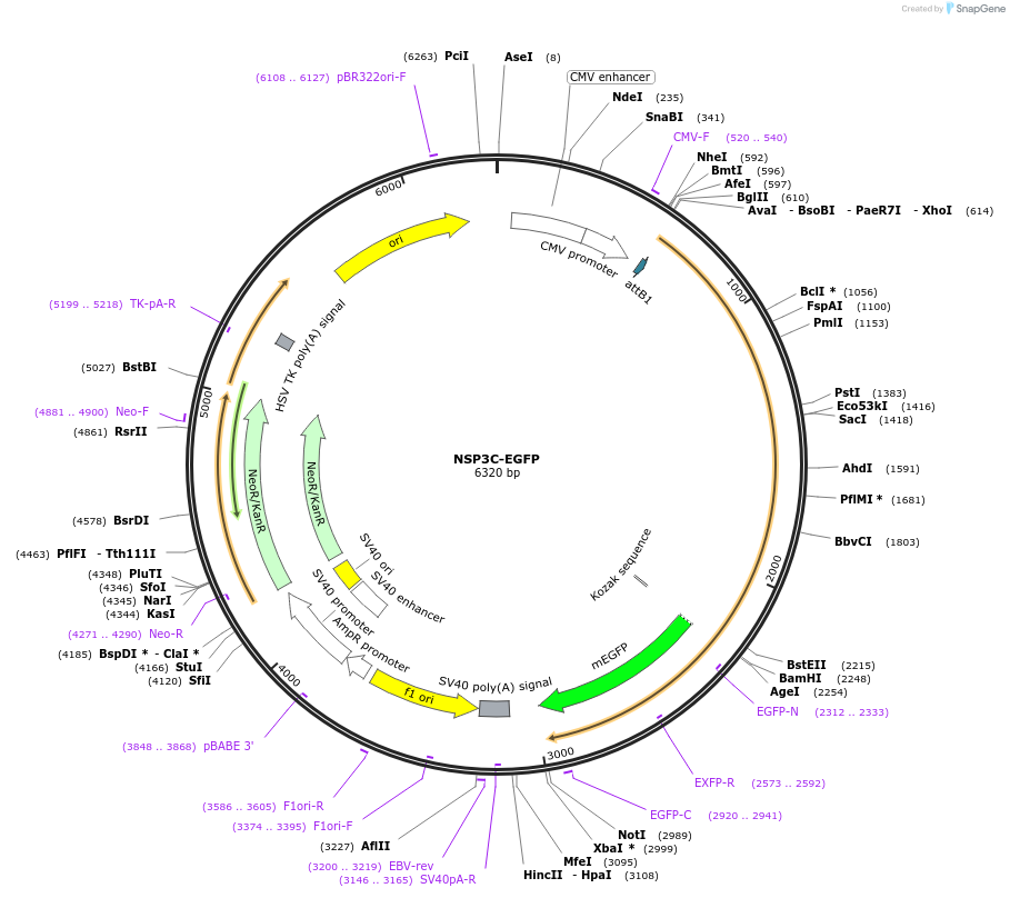 210318-plasmid-map-sequence-id-418177