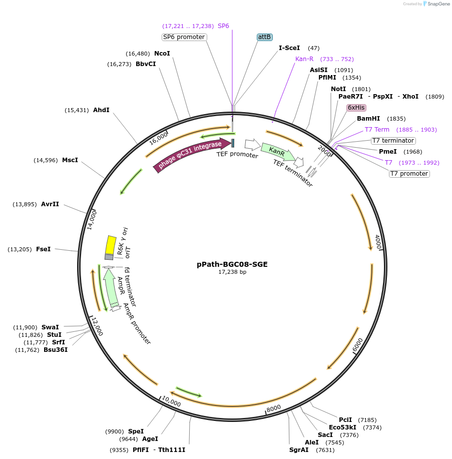 200006-plasmid-map-sequence-id-418178