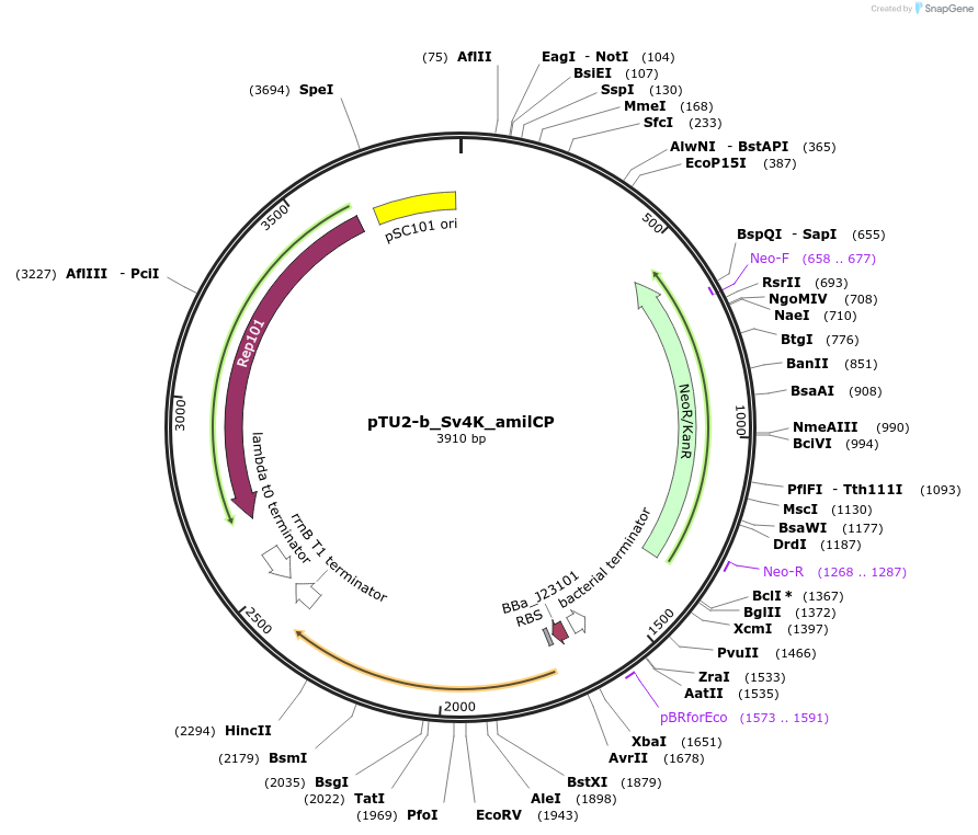 204059-plasmid-map-sequence-id-418185