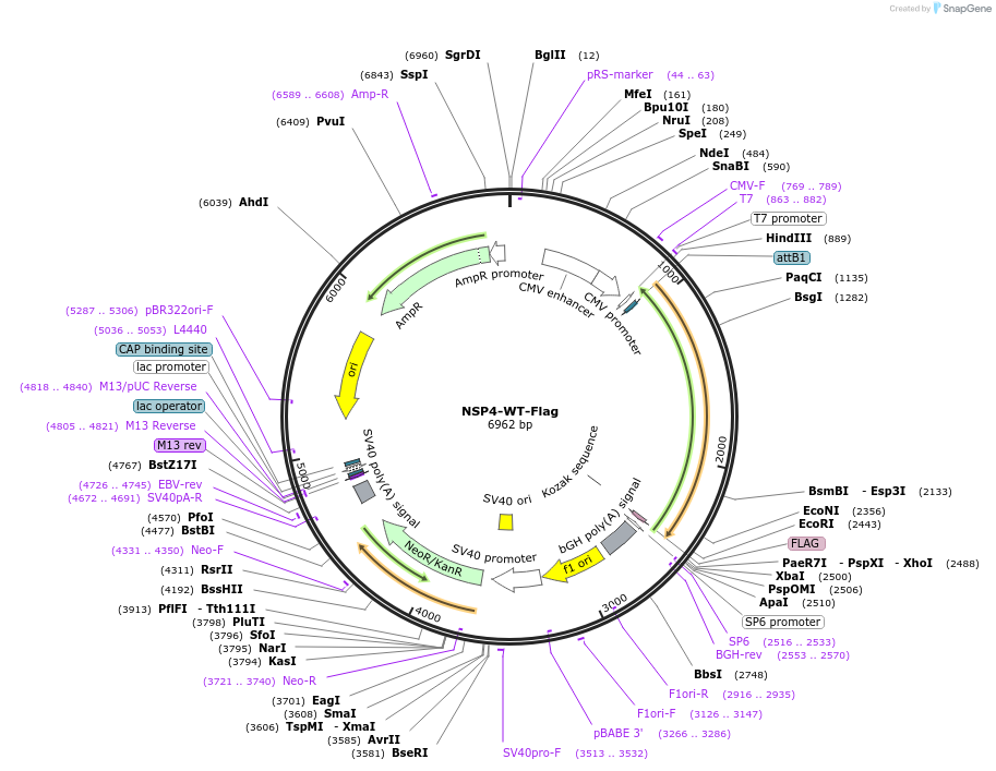210339-plasmid-map-sequence-id-418188