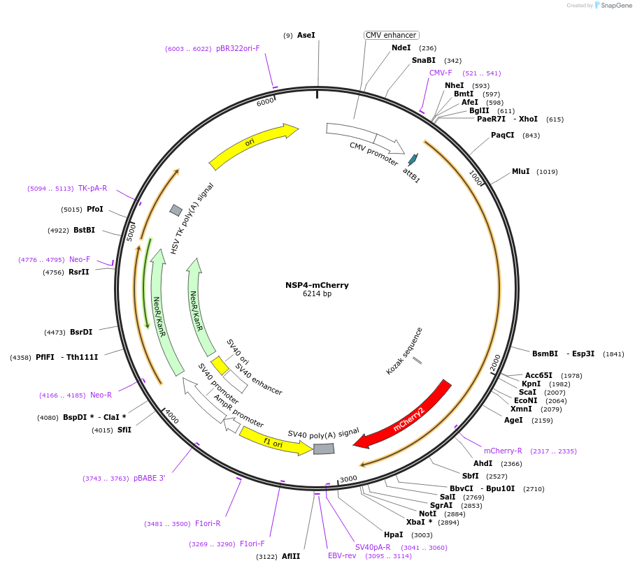 210319-plasmid-map-sequence-id-418190