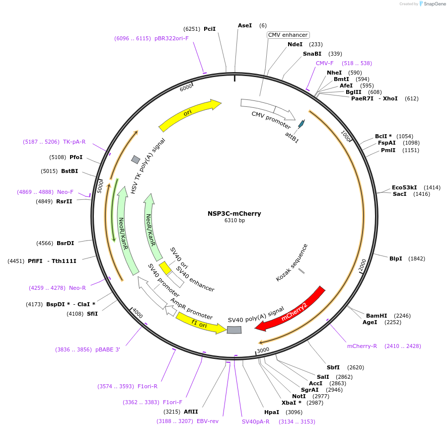 210377-plasmid-map-sequence-id-418196