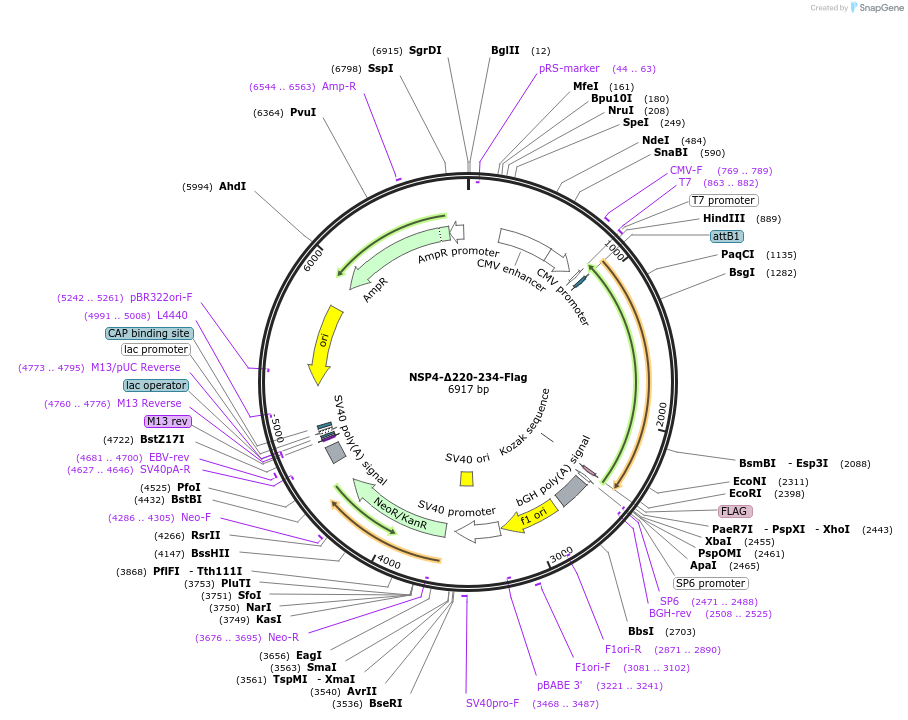 210341-plasmid-map-sequence-id-418199