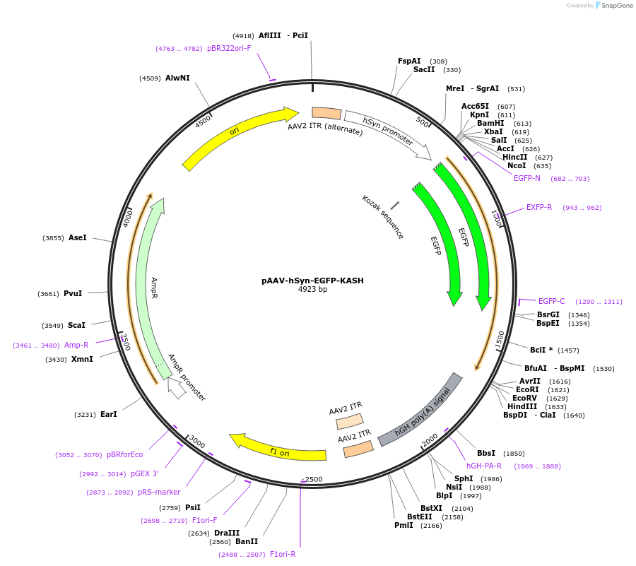 209201-plasmid-map-sequence-id-418201