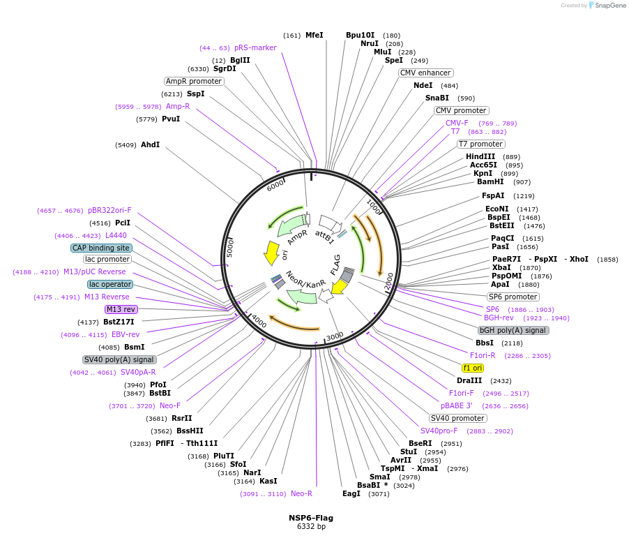 210345-plasmid-map-sequence-id-418203